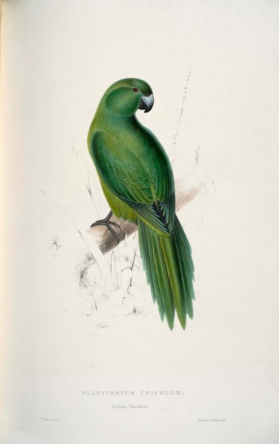 Cyanoramphus unicolor door Edward Lear